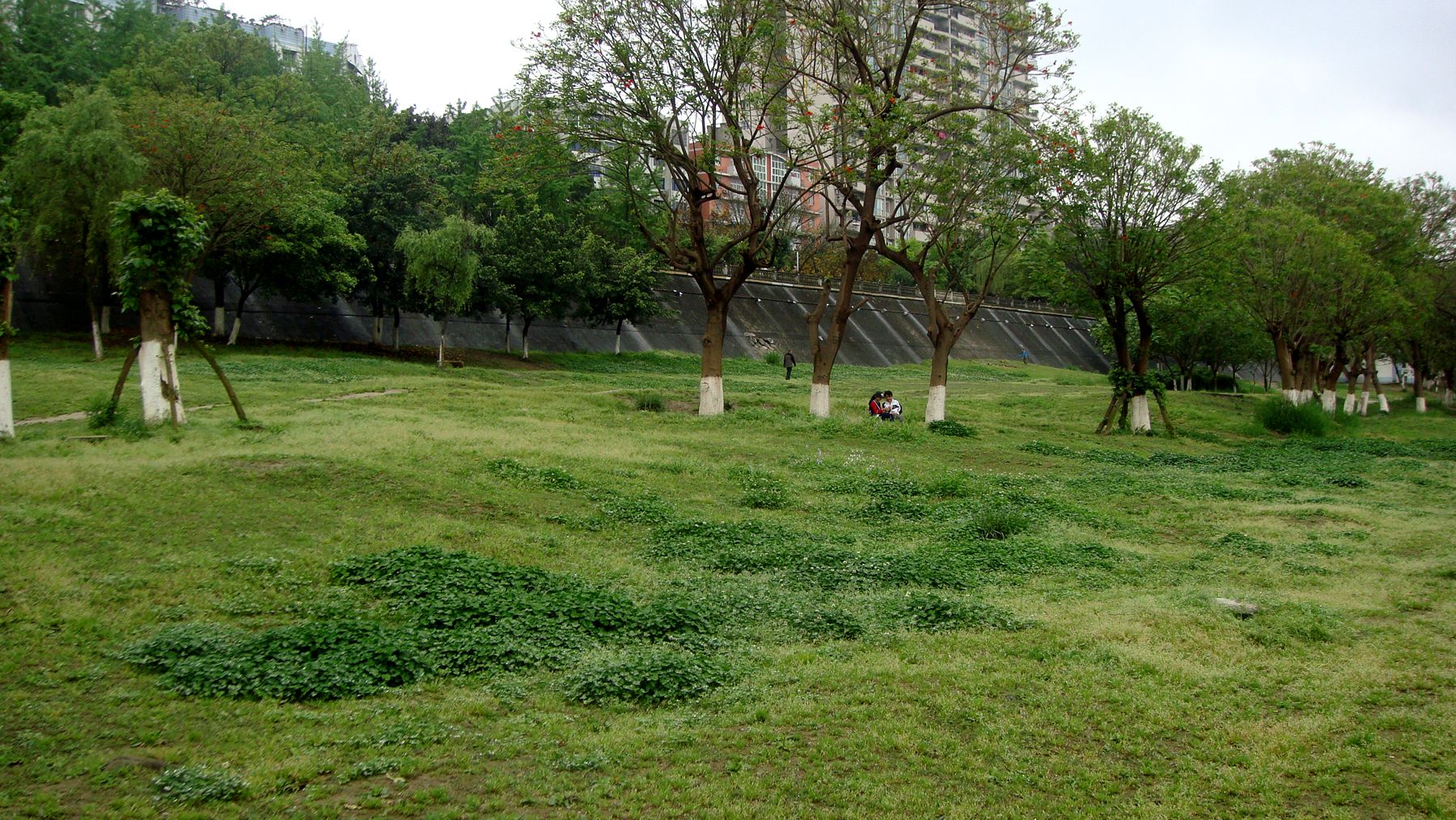 春风春雨喜刷刷,江边草坪绿茵茵