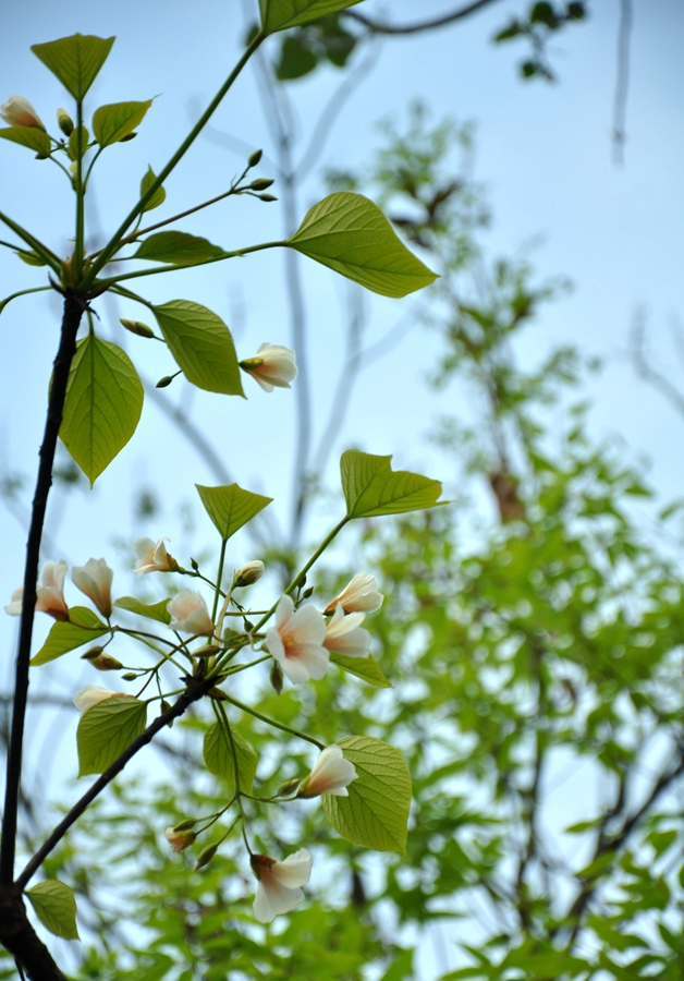 DSC_0040_.jpg