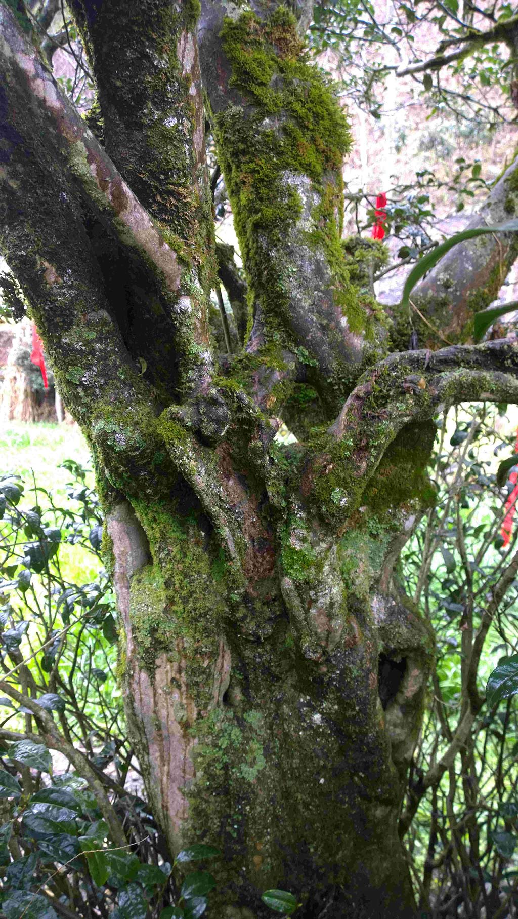 豆叩采茶亲子游-成都论坛-麻辣社区 四川第一网络社区 你的言论 影响