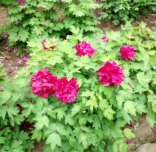 IMG20160409170037.jpg