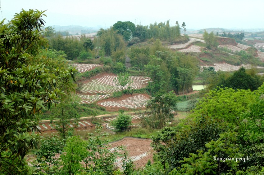 DSC_5667_conew1.jpg