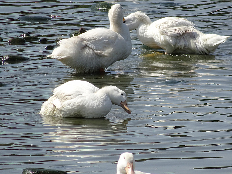 DSC04301_.jpg