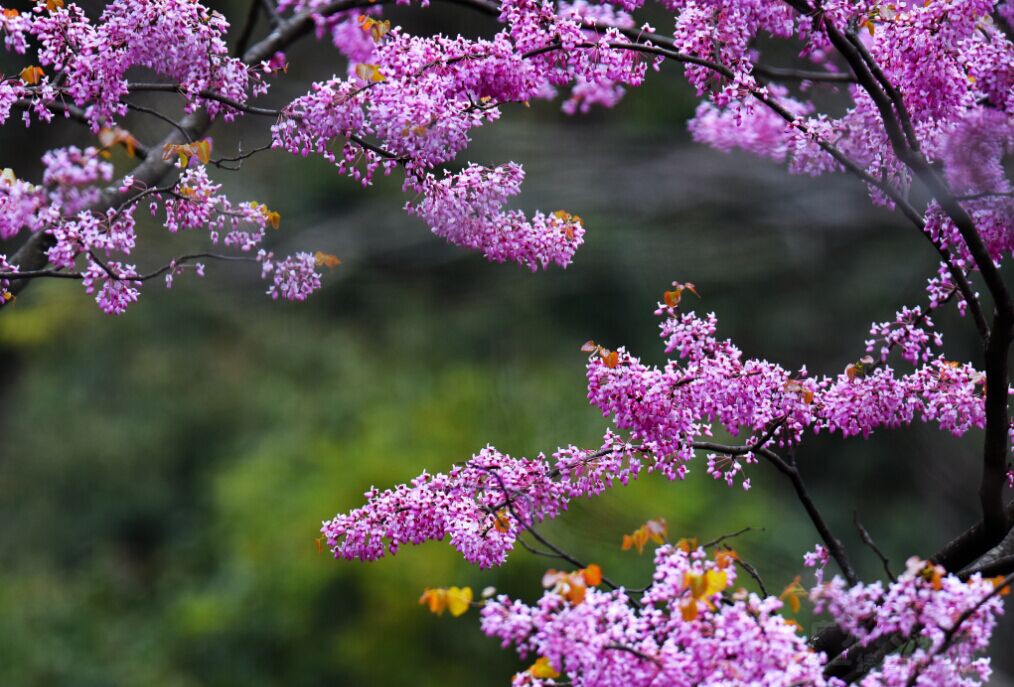 世界那么大,唐家河那么美!周末我们去看紫荆花!