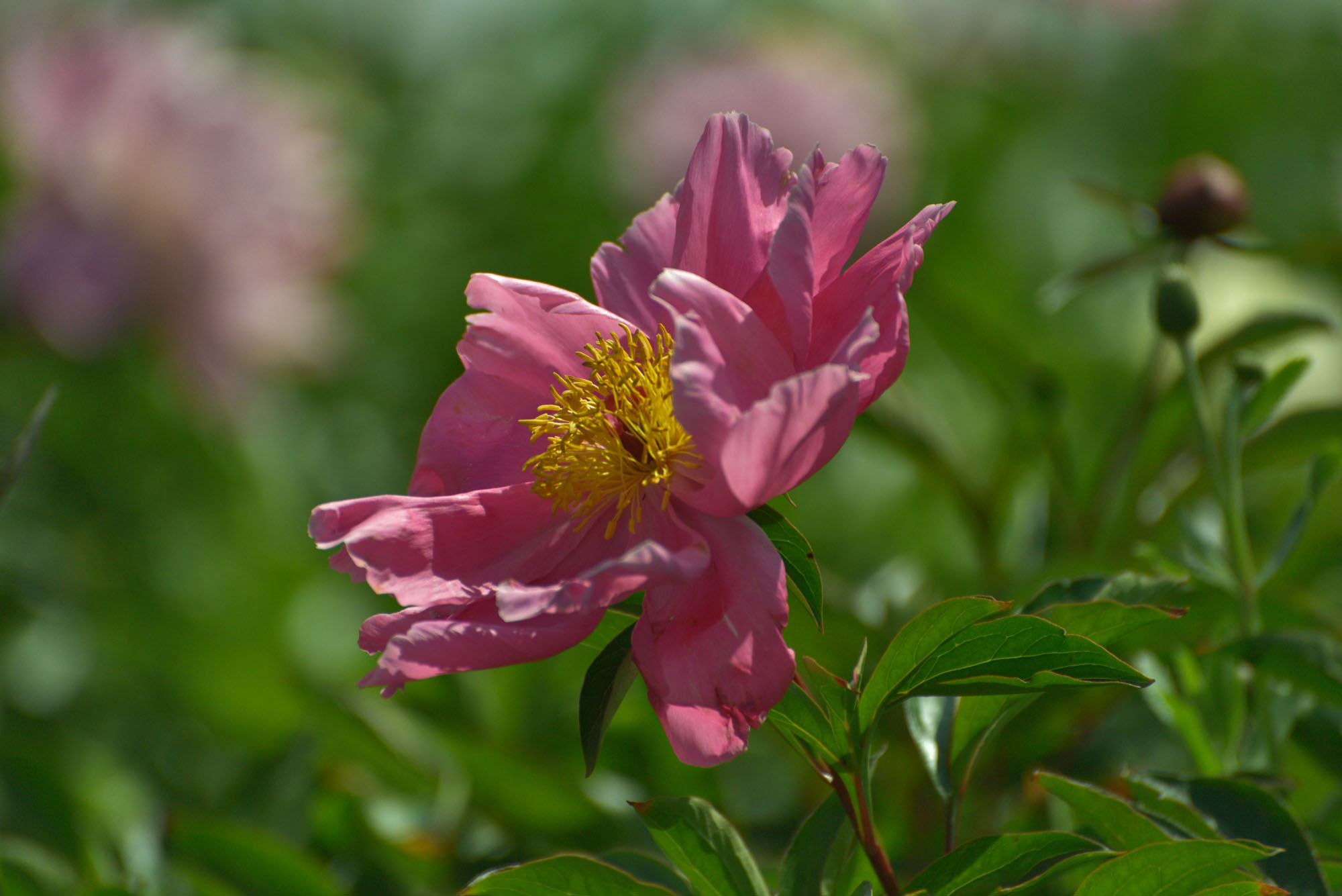 中江芍药花-麻辣摄影-麻辣社区 四川第一网络社区 你的言论 影响四川