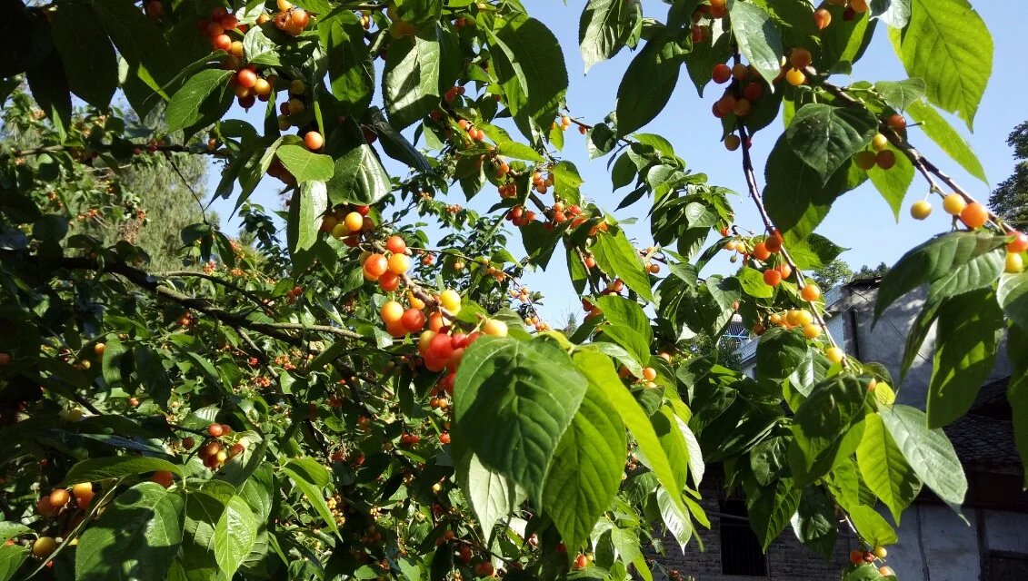 自然生长自然成熟的樱桃