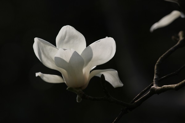 IMG_3805.jpg