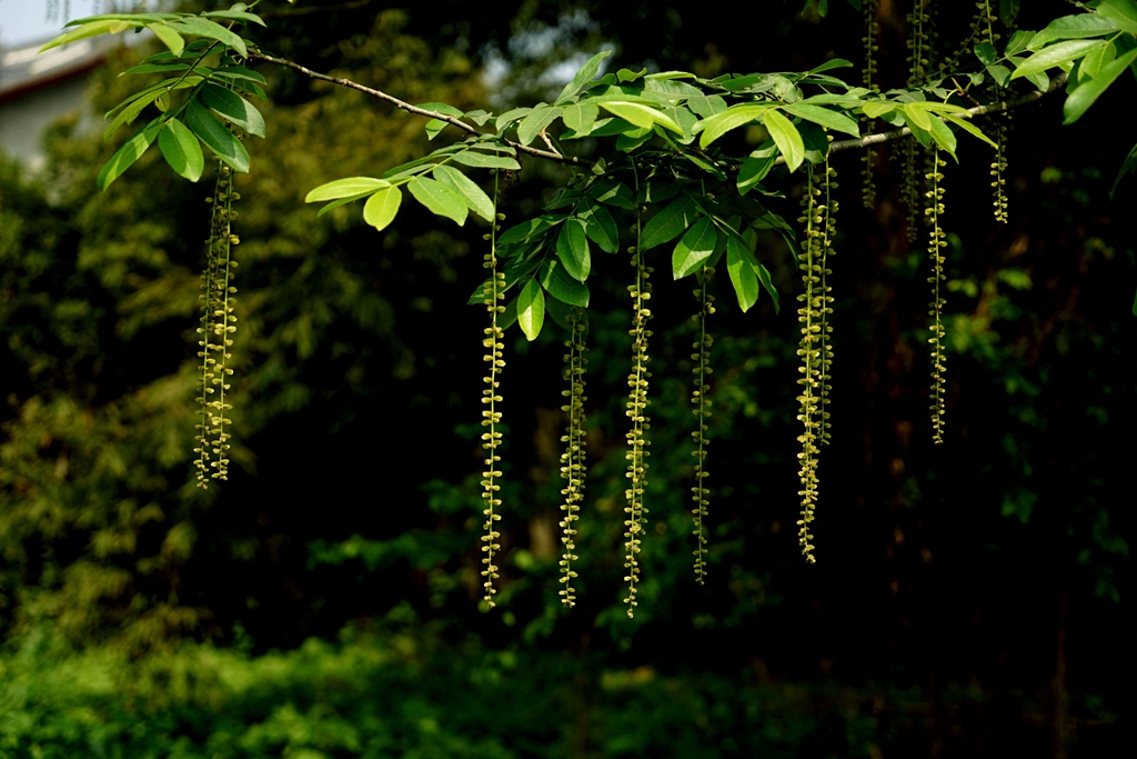 麻柳樹開了一串串的花花.