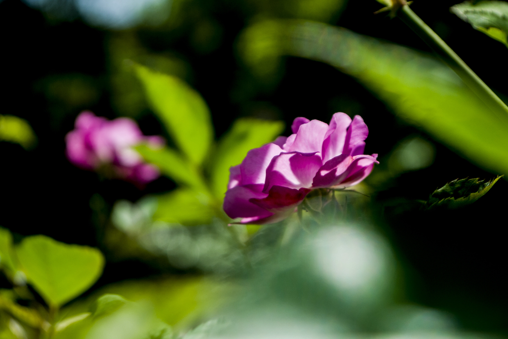 _1260924.jpg
