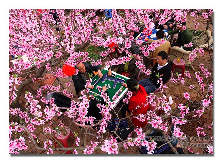 打麻将专辑1--5图《桃花茶园休闲麻将》