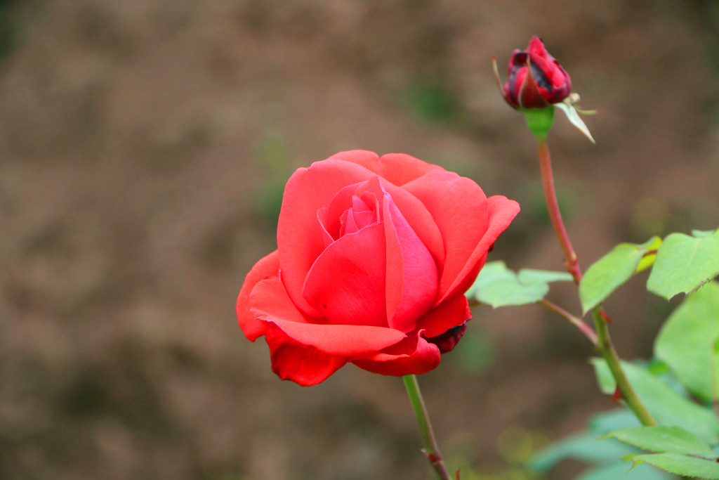 IMG_5847.JPG