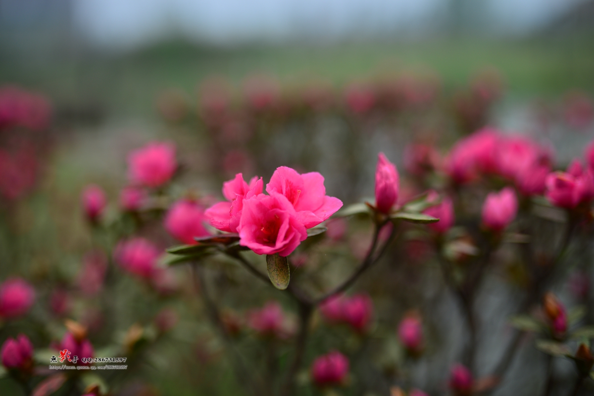 DSC_4909.jpg