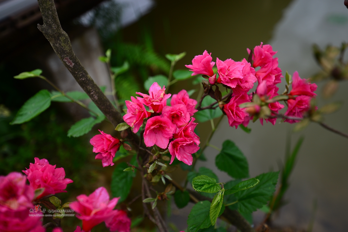 DSC_5688.jpg