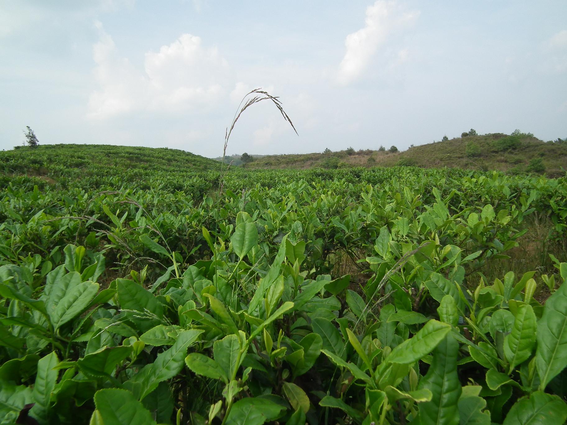 高山茶地—营山县明德乡明渠茶园