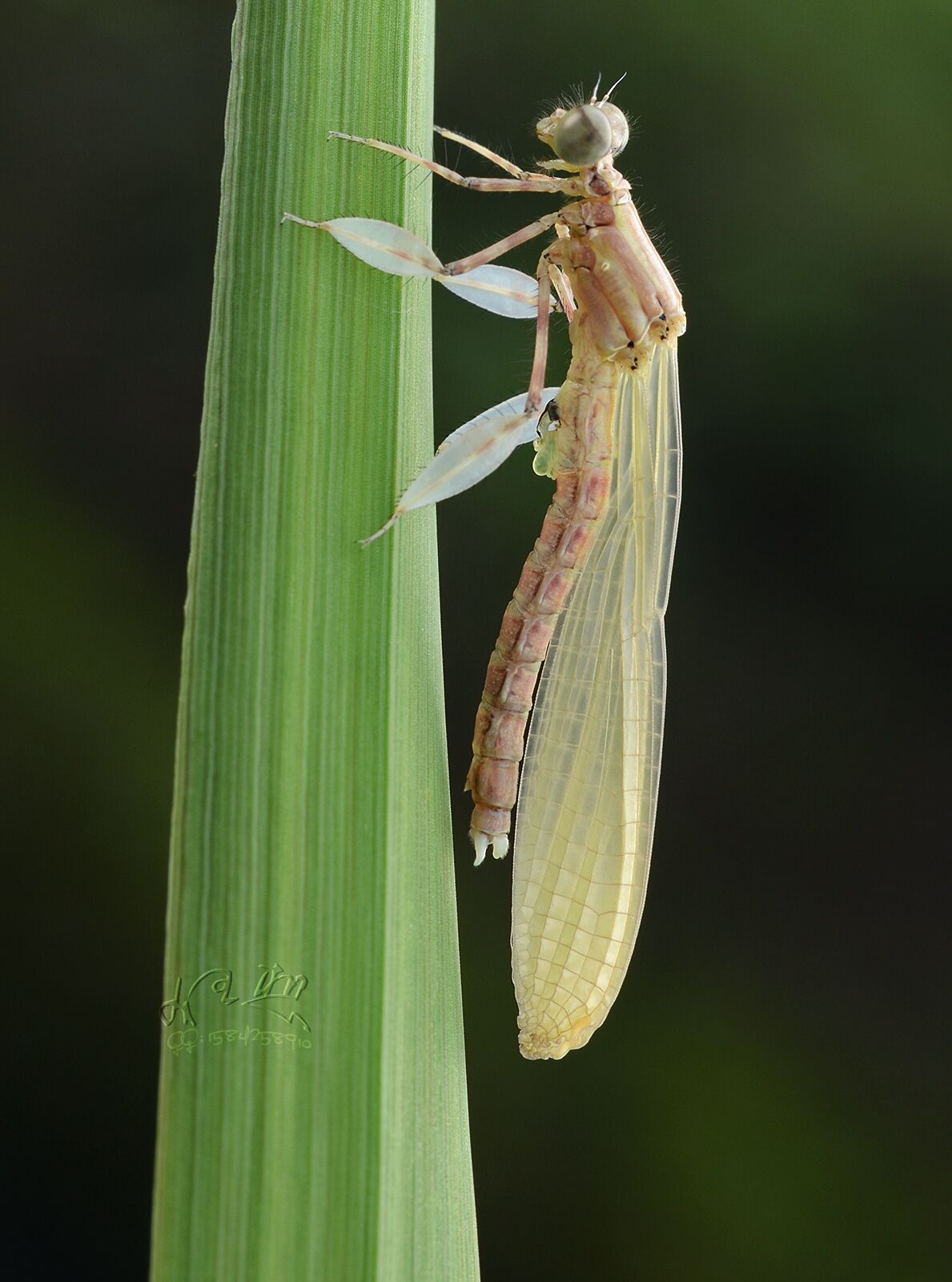 蜻蜓蜕变的过程图片图片