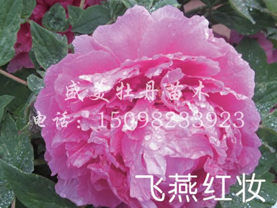 201604182052563870.jpg