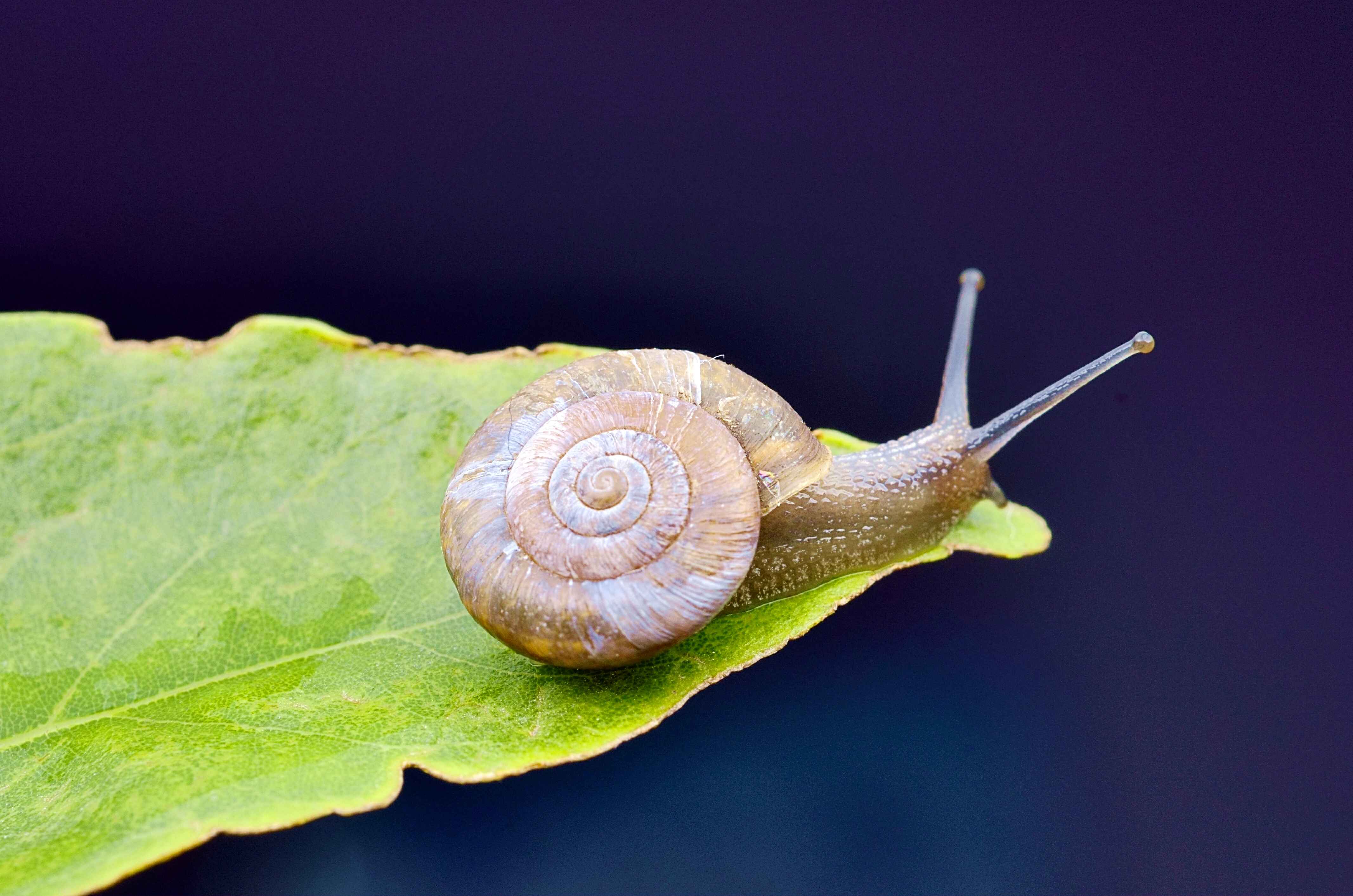 用微镜头记录蜗牛的美丽够震撼吧