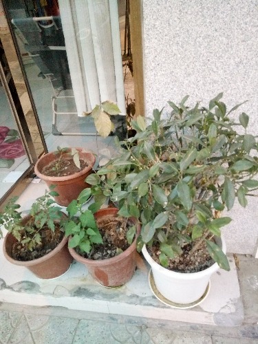 IMG20160502194337.jpg