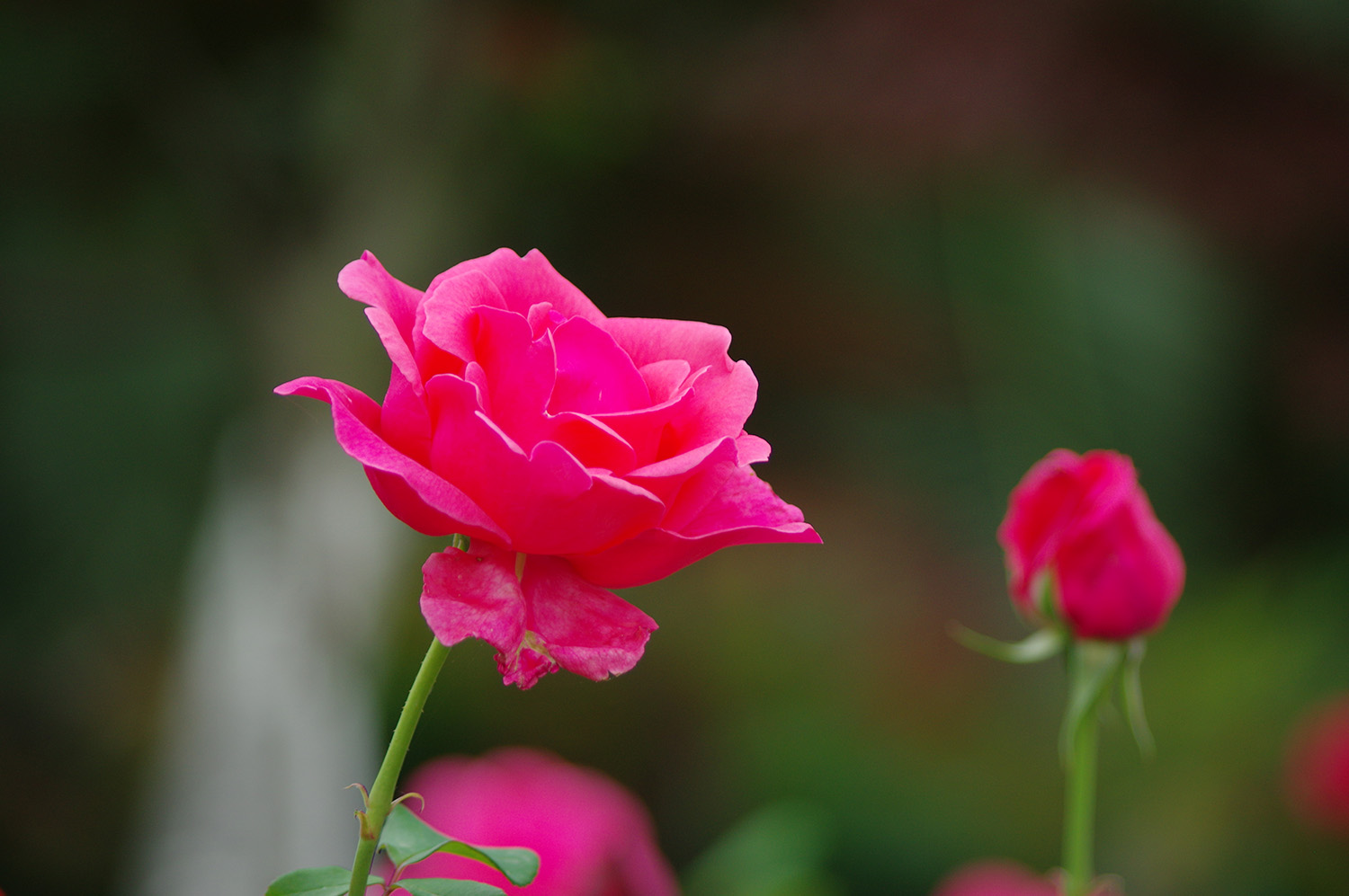 IMGP5770.JPG