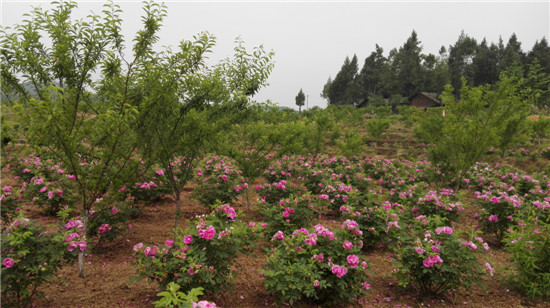 [草根播报] 2016首次大型网友线下活动在走进平昌---五木镇玫瑰花海
