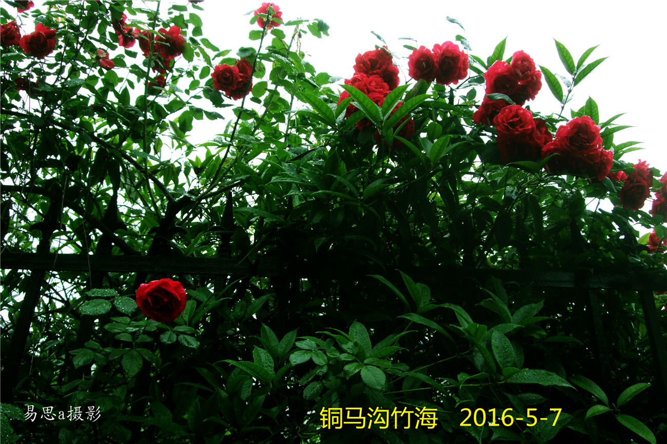 2016-5-7ͽ 041.jpg