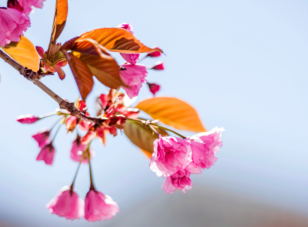 _DSC8920.gif