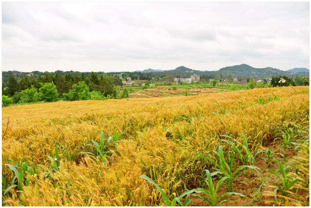 (图) 南部农村大地 一片美丽金黄色