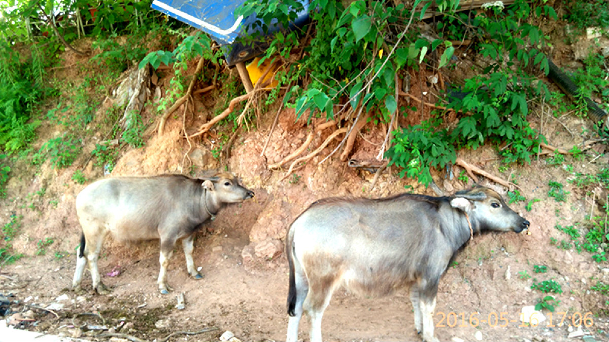 手机随手拍都市放牛