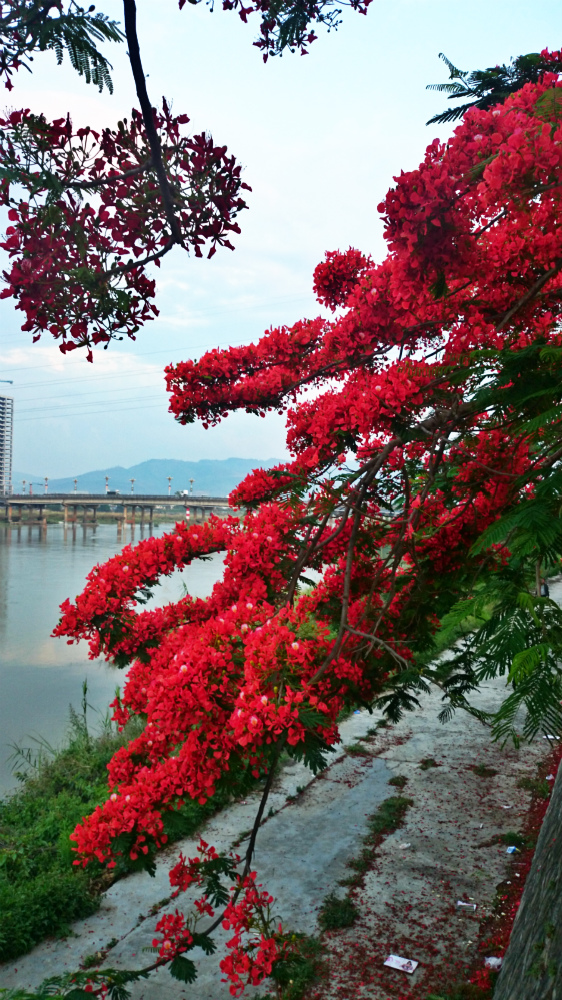 ½ļ (3)DSC_1608_7.jpg