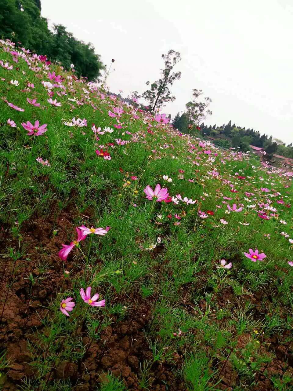 格桑花呀格桑