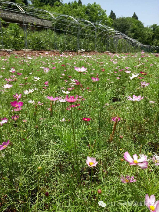 漂亮的格桑花.JPG