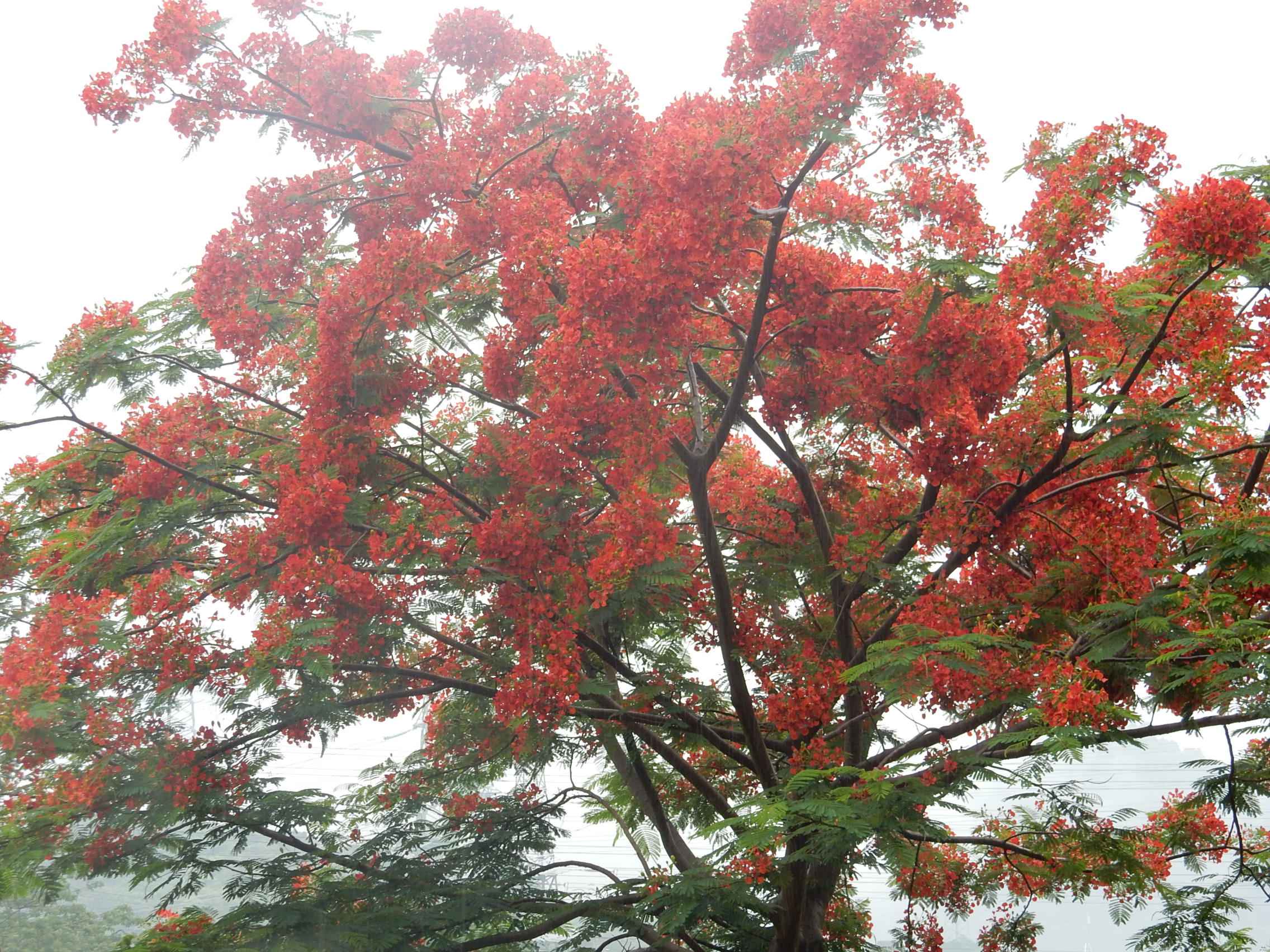 路邊隨拍鳳凰花,聽說是攀枝花市的市花,,,,,-蓬安論壇-麻辣社區