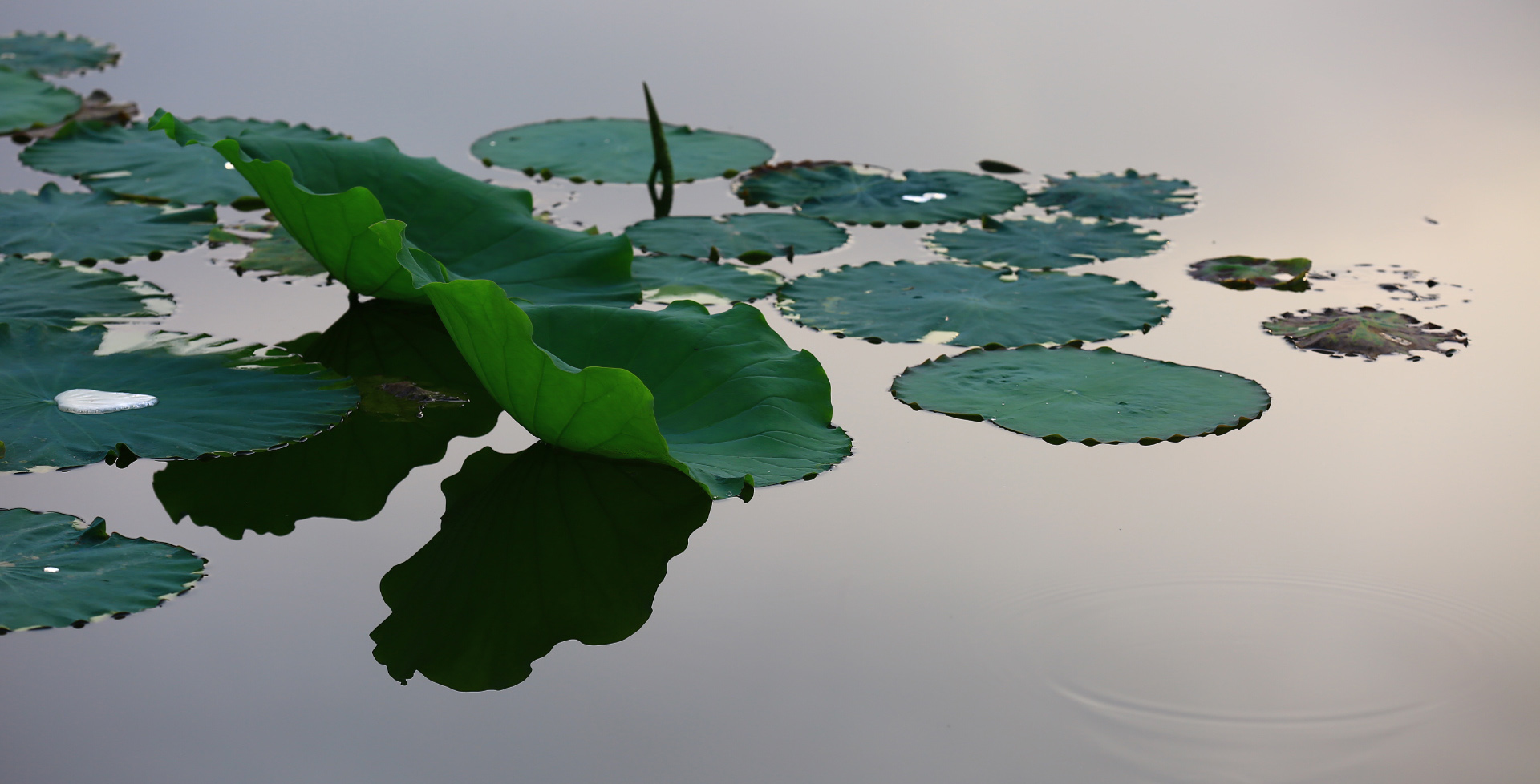 105127o16911z11198fu4i.jpg