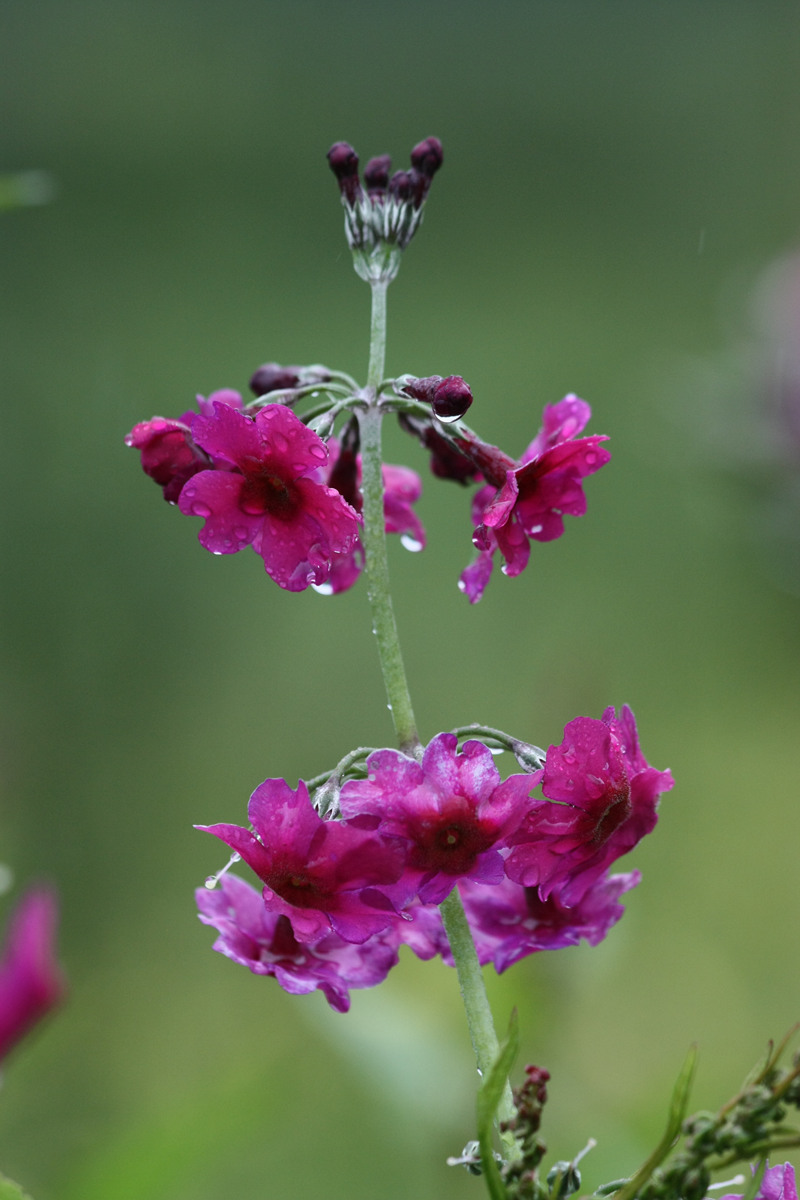 大瓦山转山转水转转花