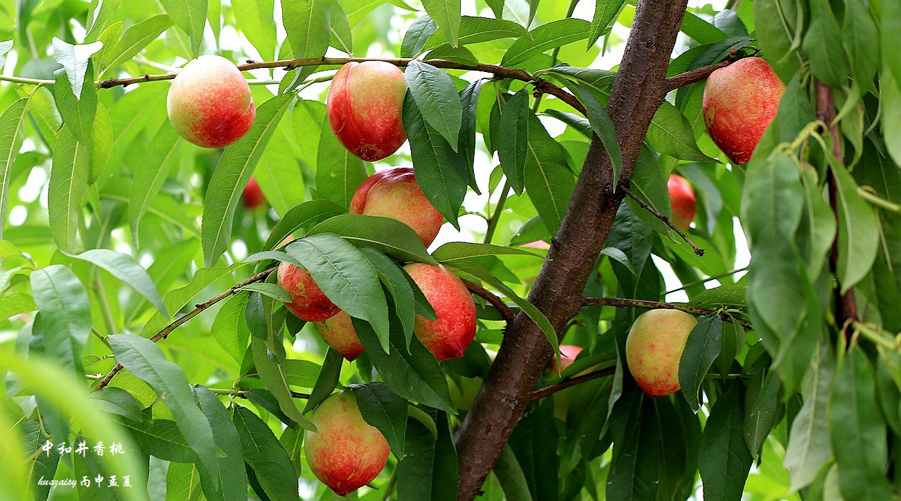 硕果累累满枝头-南部县中和井香桃园掠影-麻辣摄影-麻辣社区