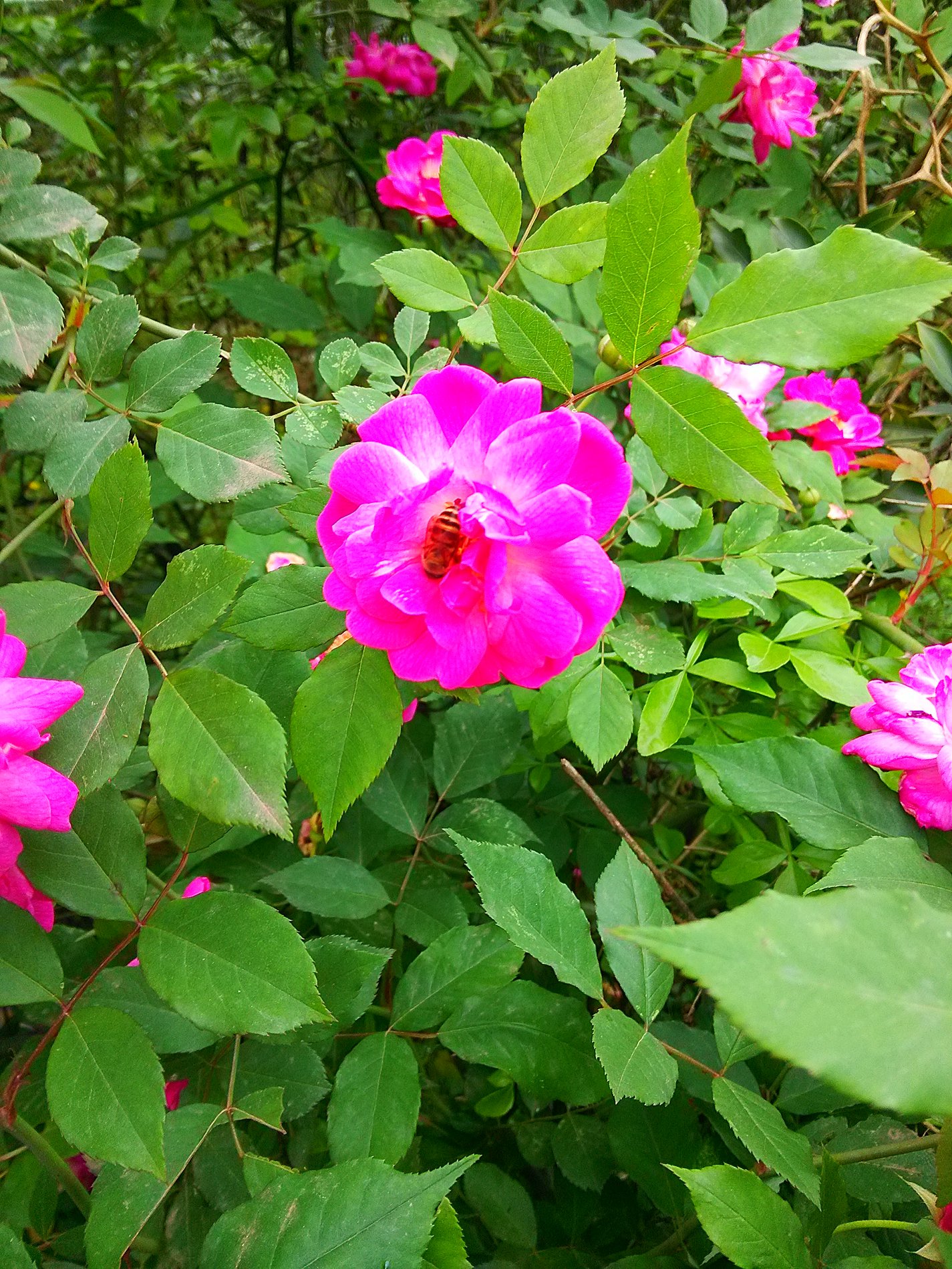 IMG_20160411_155219.jpg