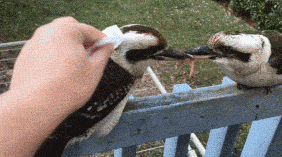 t013d9a7547c6c84388.gif