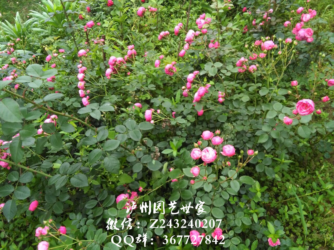 174408zluccqemzhe6m6qc.jpg