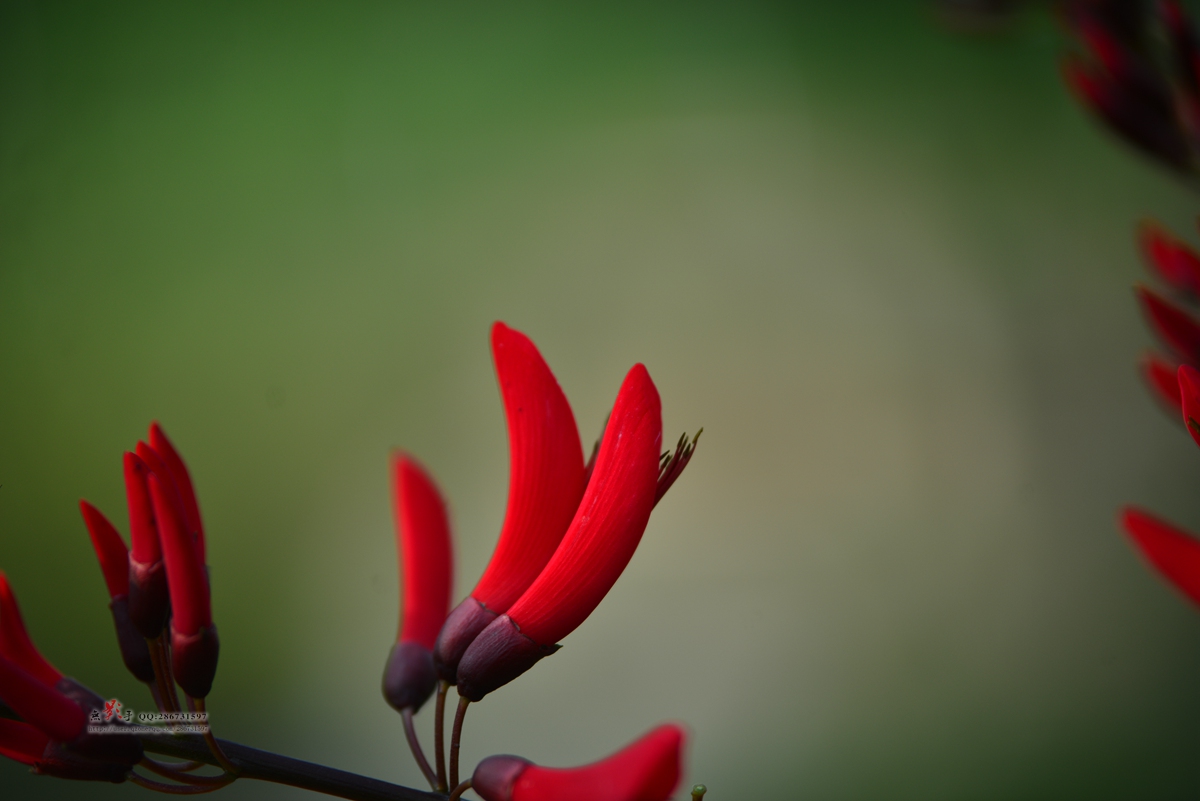 DSC_2229.jpg