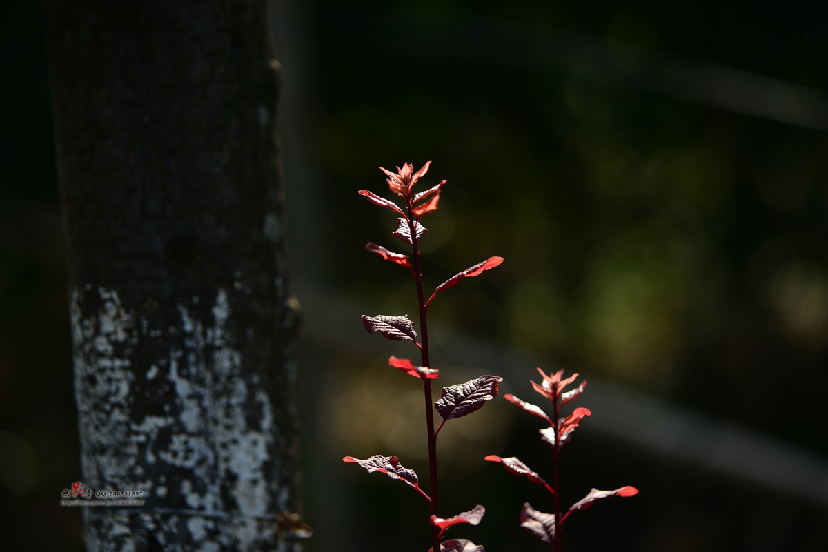 DSC_2238.jpg