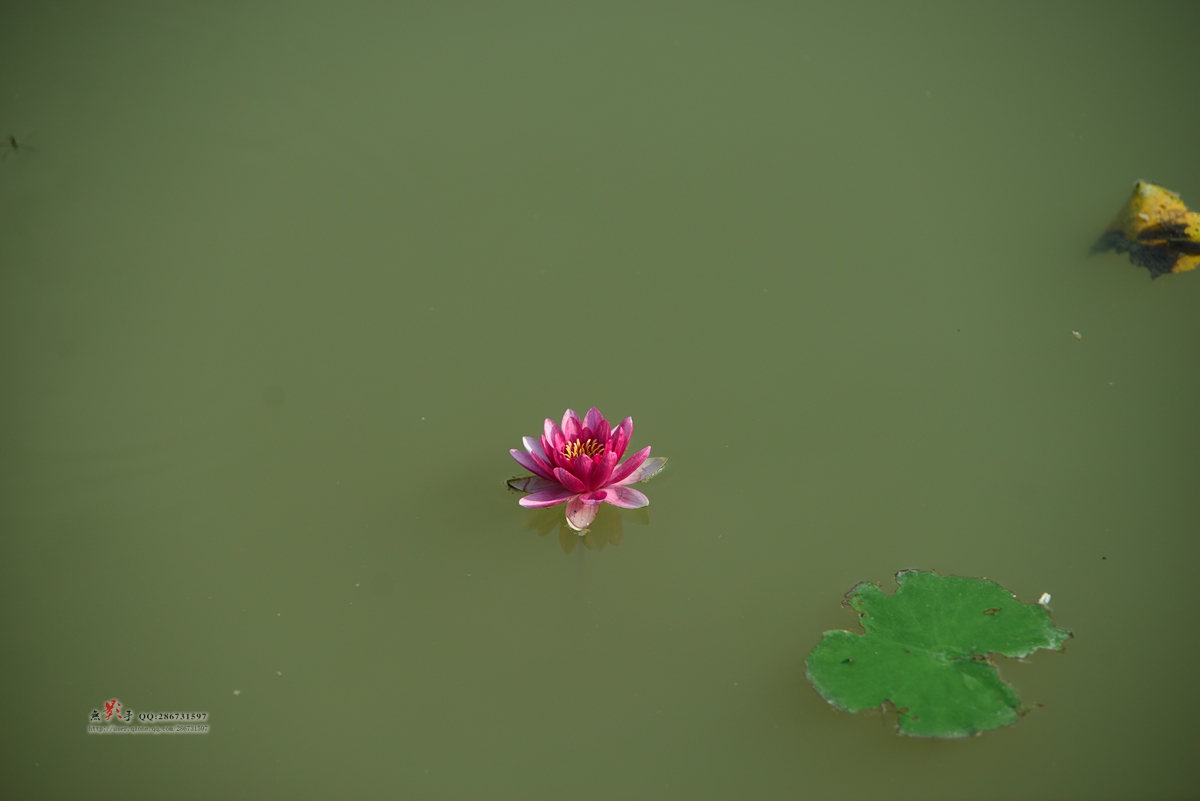 DSC_2245.jpg