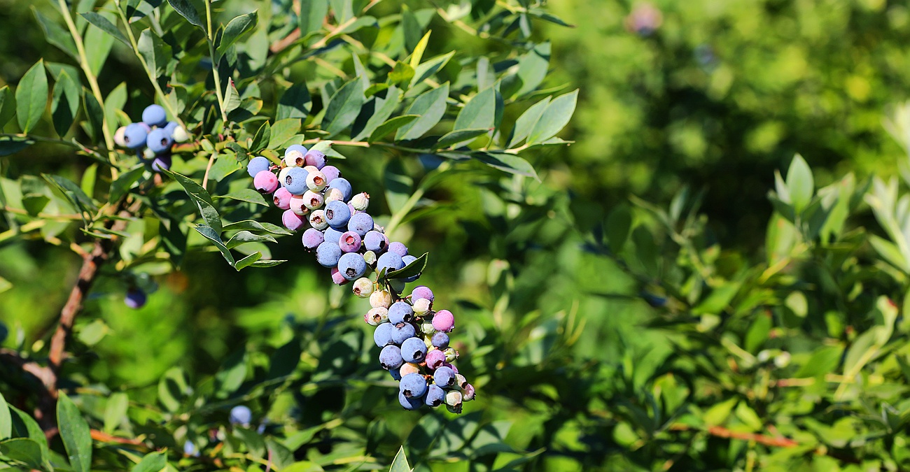 官微南充播报行摄高坪千亩蓝莓园