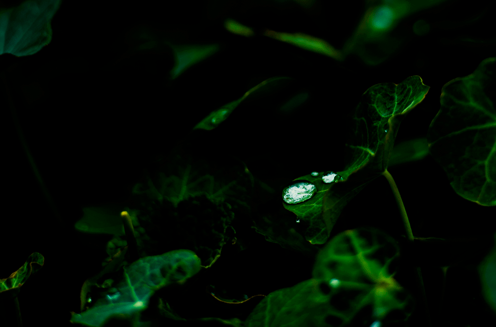 _DSC8995.gif