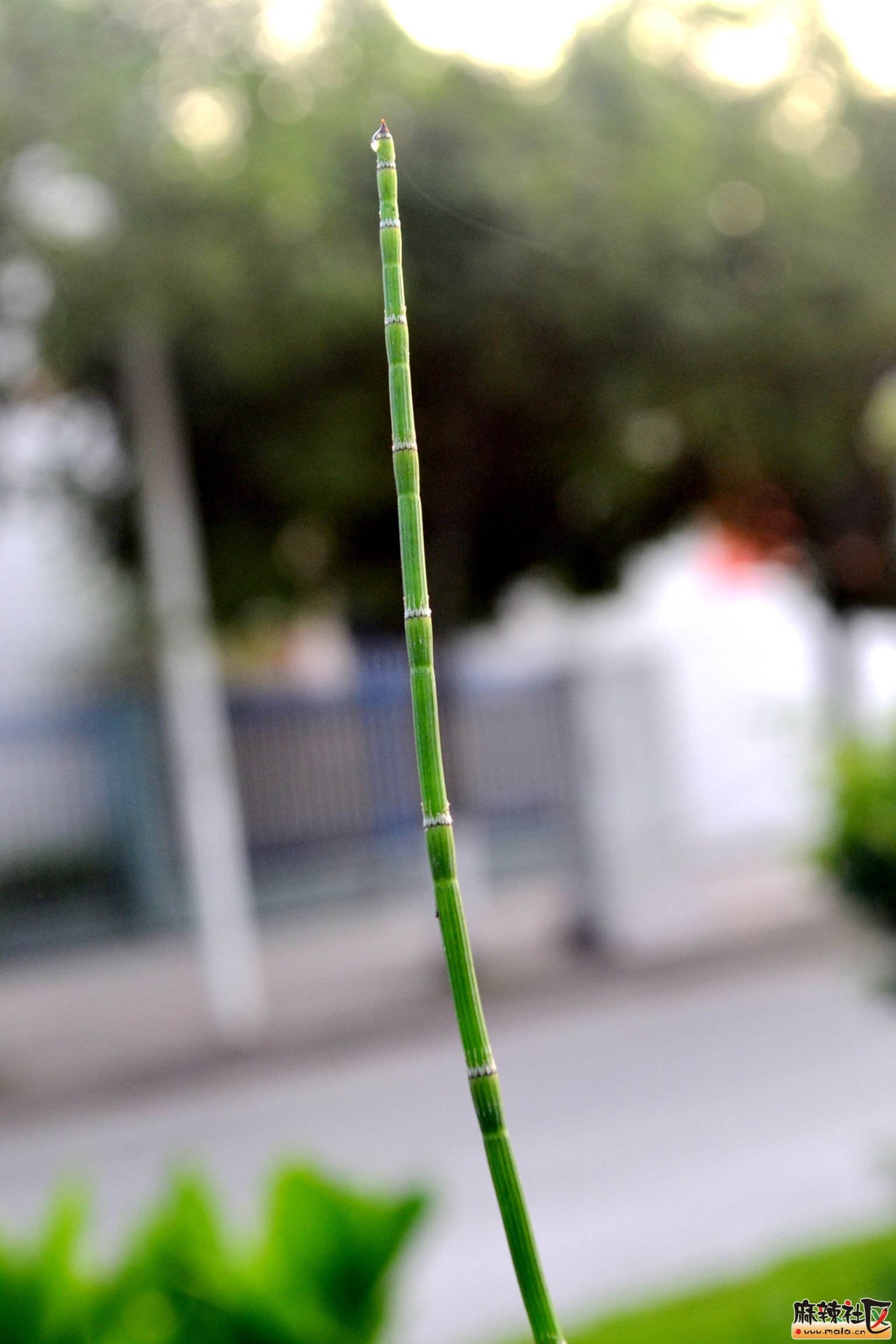 DSC_8250.JPG