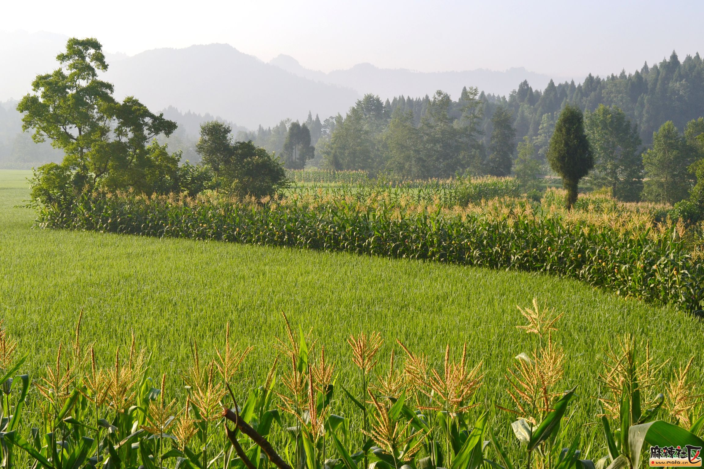 我们的希望在广阔的田野上****——****赏晨光下的田园美景-营山论坛