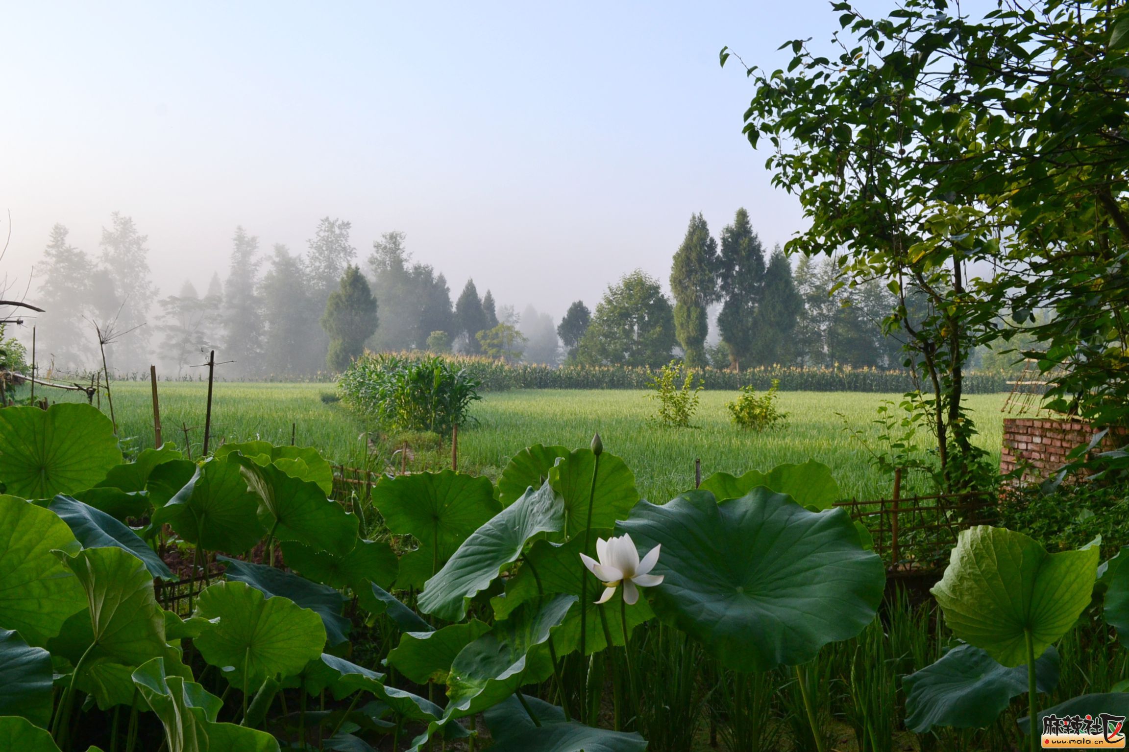 我们的希望在广阔的田野上****——****赏晨光下的田园美景