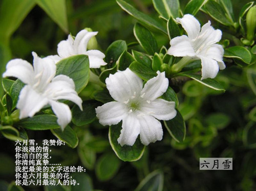 六月雪