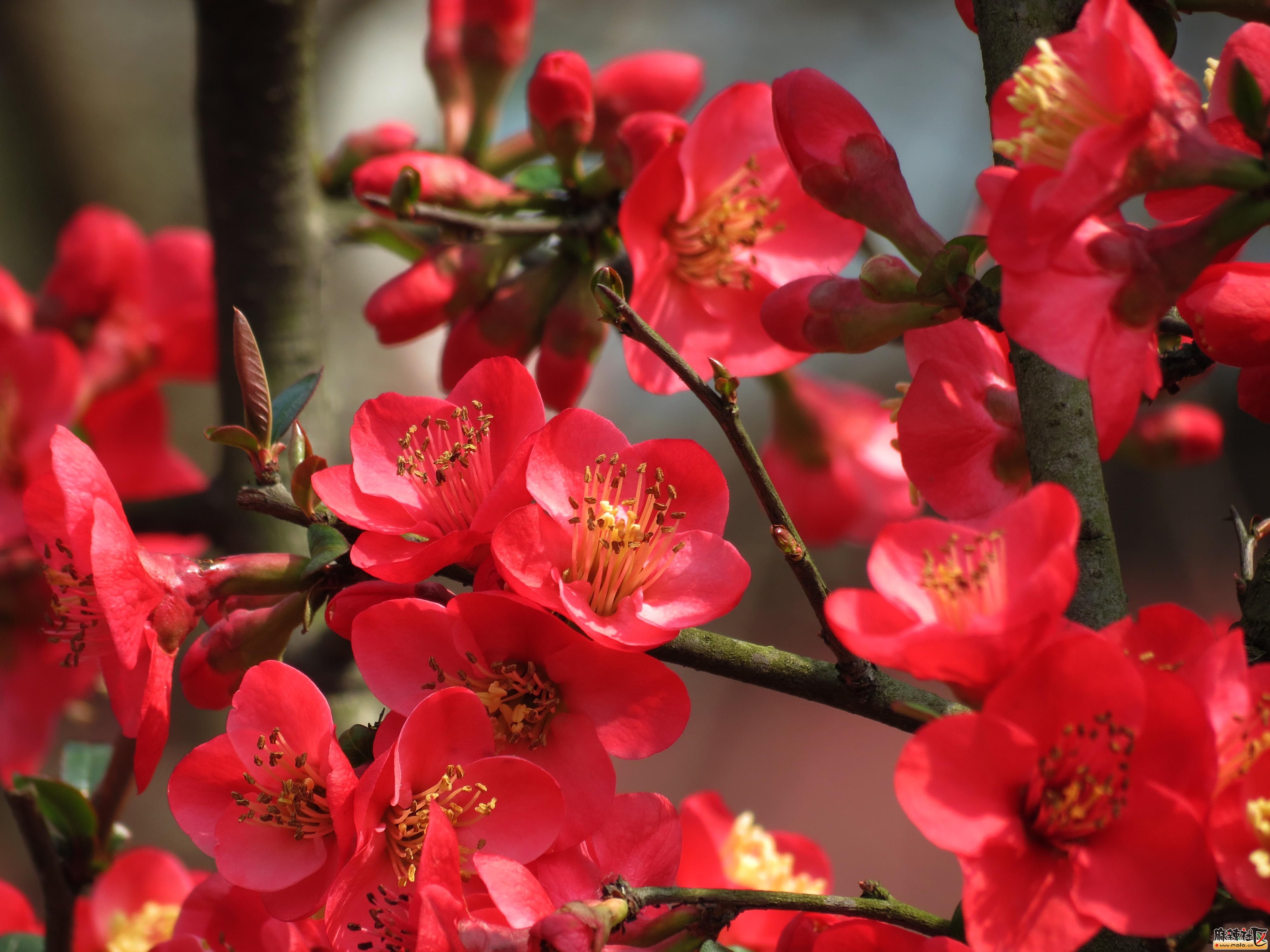 海棠花花萼图片