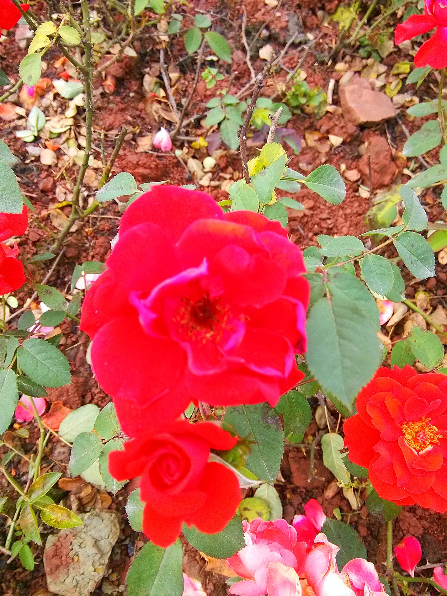 IMG_20160508_093141.jpg