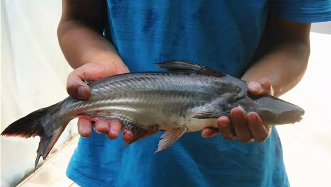 万万没想到,通江这个地方竟然养起了鲨鱼