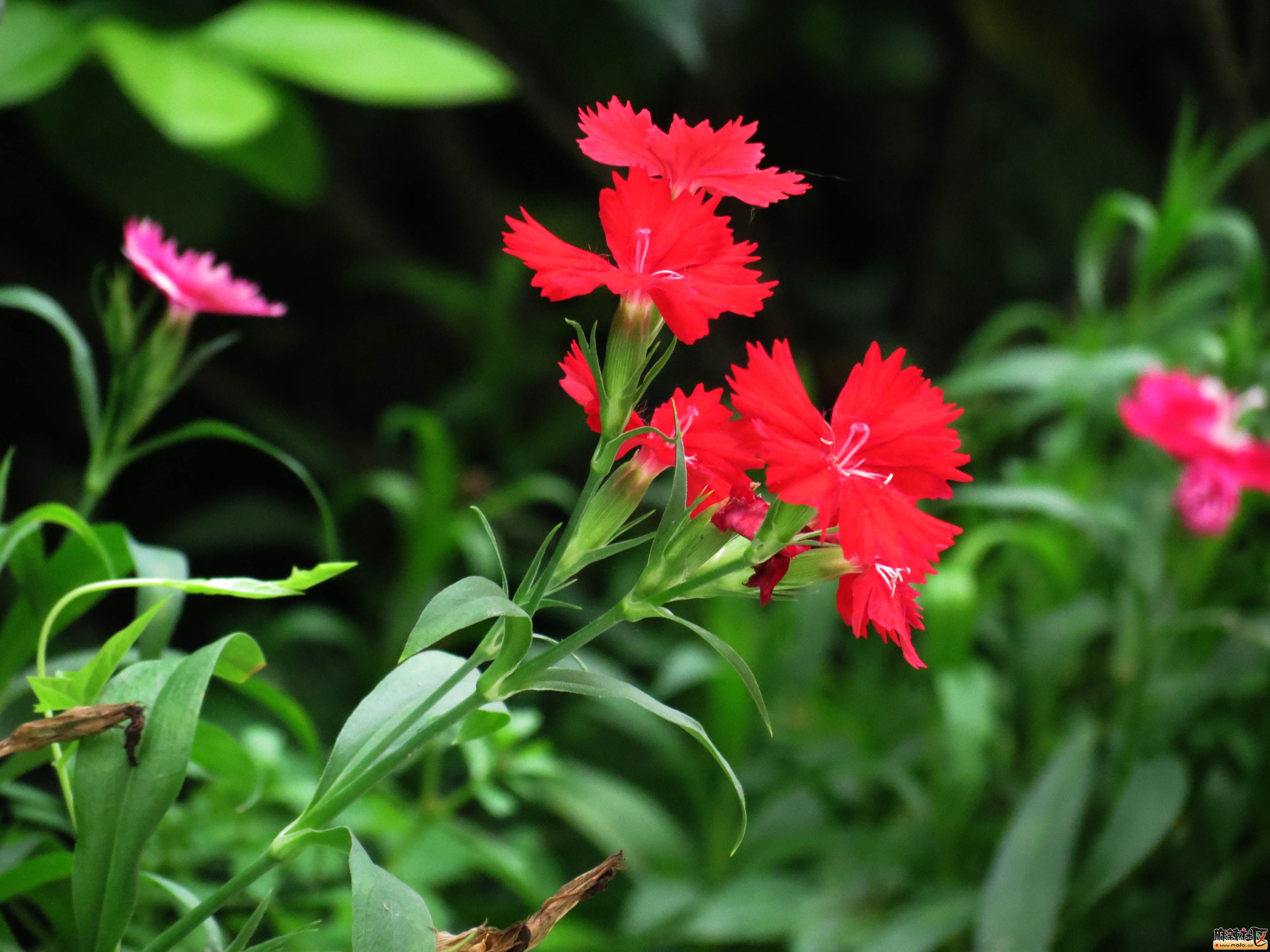 日开夜合的竹节花